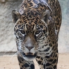日本平動物園　ジャガー　卯月小助　表紙